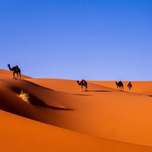 Camellos en las dunas de el desierto de Erg Chebbi