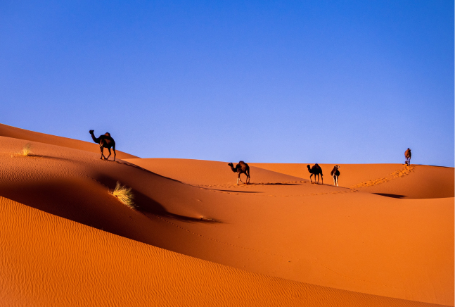 Camellos en las dunas de el desierto de Erg Chebbi